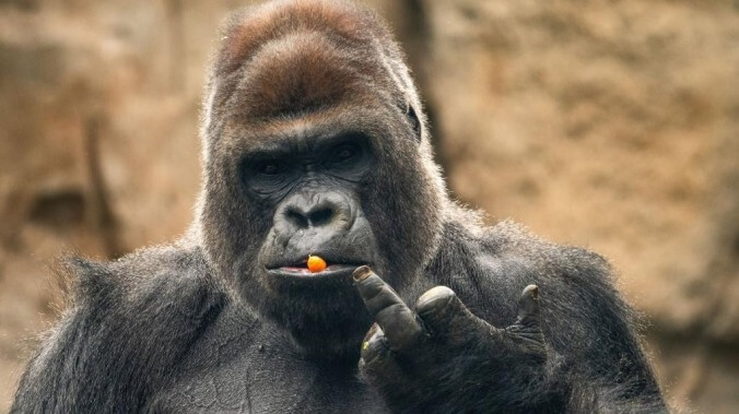 A gorilla "flipping the bird."