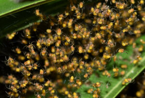 A swarm of baby spiders on what looks to be a green leaf.